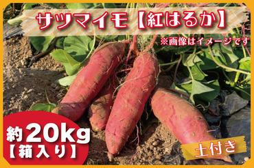 BZ-34 【先行予約】【2023年度産】約20kg箱入りサツマイモ（紅はるか）