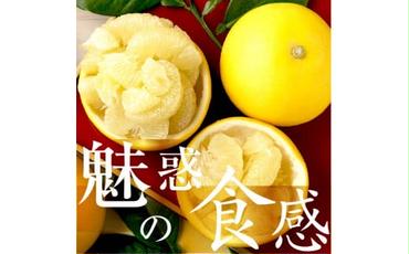 ☆至高の柑橘　高知産土佐文旦☆３L17玉入【家庭用】みかん 柑橘 フルーツ 先行予約 ２月～３月発送 ぶんたん ブンタン 果物　お取り寄せ おいしい 美味しい 故郷納税 ふるさとのうぜい 返礼品 高知 