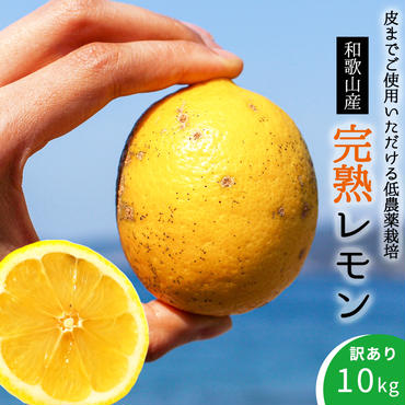 EA6025n_【訳あり・ご家庭用】完熟 レモン 10kg 皮までご使用いただける低農薬栽培!