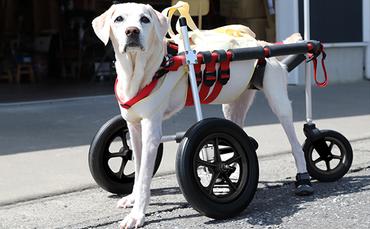 大型犬用三輪車椅子（背丈50～75cm　体重40キロ以下） 【!寄附前に事業者へ相談必要!】
