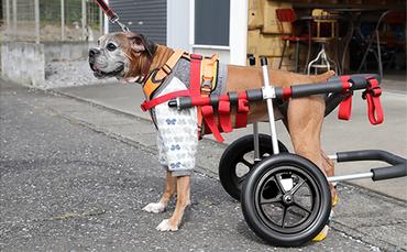 大型犬用二輪車椅子（背丈50～75cm　体重40キロ以下） 【!寄附前に事業者へ相談必要!】