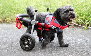 小型犬用二輪車椅子（背丈23～35cm　体重8キロ以下） 【!寄附前に事業者へ相談必要!】