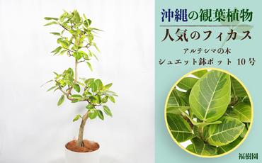 沖縄の観葉植物 人気のフィカス アルテシマ10号 シュエット鉢ポット