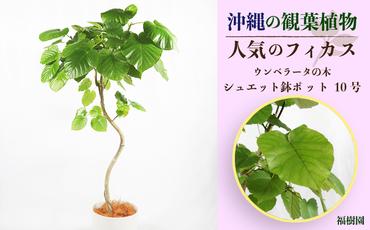 沖縄の観葉植物 人気のフィカス ウンベラータ10号 シュエット鉢ポット