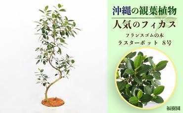沖縄の観葉植物 人気のフィカス フランスゴム8号 ラスターポット