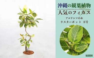 沖縄の観葉植物 人気のフィカス アルテシマ8号 ラスターポット