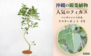 沖縄の観葉植物 人気のフィカス ベンガレンシス8号 ラスターポット