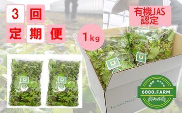 [3回定期便][飲食店御用達]有機JAS認証サラダリーフMix(500g×2袋 合計1kg)産地直送 新鮮野菜