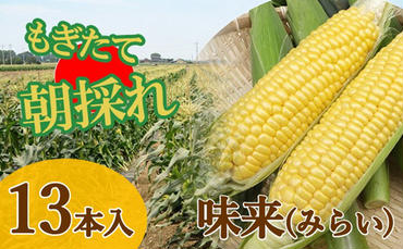 【発送日指定】トウモロコシ　味来「夏祭り」（13本）約5kg ※6/28（金）発送