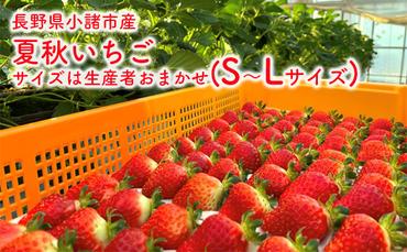 長野県小諸市産夏秋いちご　サイズは生産者おまかせ(S～Lサイズ) 果物 フルーツ 食後 デザート 高糖度 香りが強い ストロベリー 産地直送