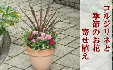 寄せ植え 鉢植え コルジリネと季節のお花 配送不可 北海道 沖縄 離島