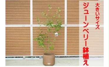 ガーデニング 鉢植え ジューンベリー 大きいサイズ ラウンド 33cmチョコ色 配送不可 北海道 沖縄 離島