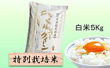 特別栽培米★白米５kg 【ミルキークイーン】 玄米は別に出品