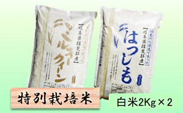 特別栽培米★白米４kg 【ミルキークイーン・ハツシモ】