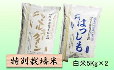 特別栽培米★白米10kg 【ミルキークイーン・ハツシモ】各5Kg