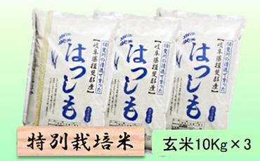 特別栽培米★玄米30kg【ハツシモ】10Kg×3
