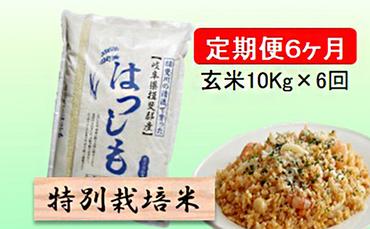 特別栽培米★[定期便] 6カ月★毎月 玄米10kg【ハツシモ】