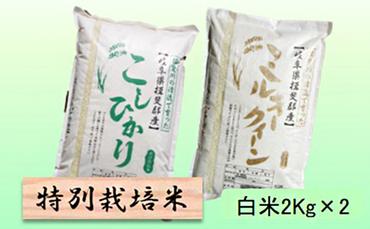 特別栽培米★白米４kg 【コシヒカリ・ミルキークイーン】