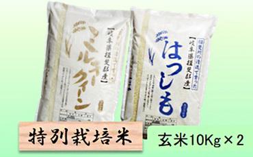特別栽培米★玄米20kg【ミルキークイーン・ハツシモ】各10Kg