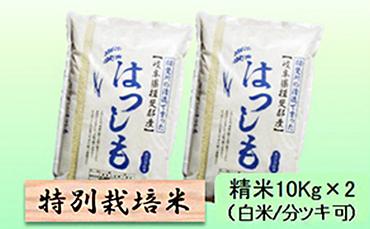 特別栽培米★精米20kg（白米/5分/7分ツキ可）【ハツシモ】 玄米は別に出品