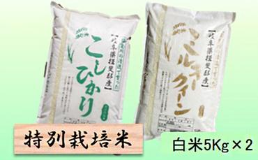 特別栽培米★白米10kg 【コシヒカリ・ミルキークイーン】各5Kg