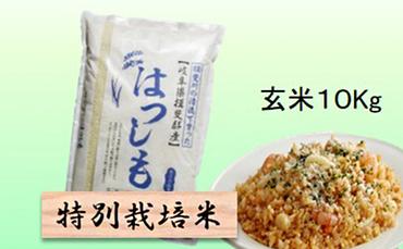 特別栽培米★玄米10kg 【ハツシモ】