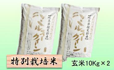 特別栽培米★玄米20kg【ミルキークイーン】10Kg×2