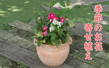 植物 寄植え 花 季節のお花 寄せ植え つぼ丸型 ピンク系 25cm