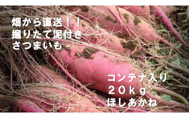 BZ-23 【先行予約】【2023年度産】約20kgコンテナ入りサツマイモ（ほしあかね）
