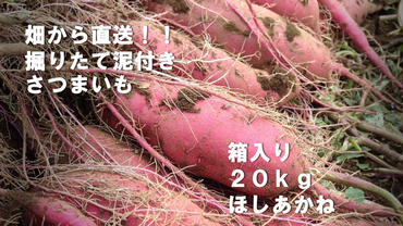 BZ-24 【先行予約】【2023年度産】約20kg箱入りサツマイモ（ほしあかね）