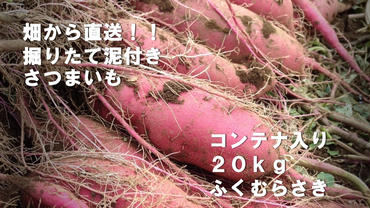 BZ-25 【先行予約】【2023年度産】約20kgコンテナ入りサツマイモ（ふくむらさき）