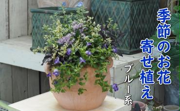 植物 寄せ植え 季節のお花 ブルー系 つぼ丸型 25cm ガーデニング 花