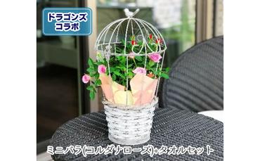ミニバラ（コルダナローズ）バードフラワー　中日ドラゴンズコラボかきりんグッズタオル　セット