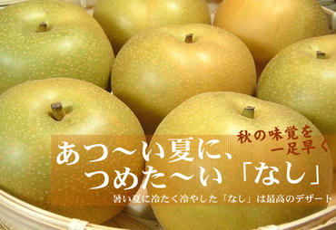 V7254_【先行予約】 和歌山の梨（なし）幸水品種 約４kg【秀品：サイズおまかせ】
