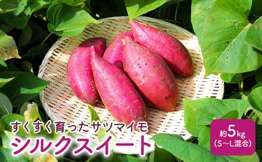すくすく育った さつまいも 「シルクスイート」約5kg(S～L混合)｜サツマイモ いも イモ シルクスイート 北海道 滝川市 野菜 やさい