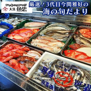 鮮魚店「魚忠」 厳選鮮魚セット 大洗 厳選 旬 魚 さかな