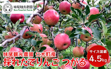 【先行受付/2024年9月出荷開始】仁木町の採れたてりんご「つがる」4.5kg［妹尾観光農園］ 北海道 果物 フルーツ リンゴ