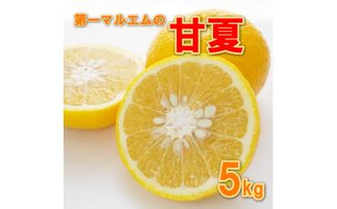 先行予約 甘夏 秀品 5kg 第一マルエム 減農薬 みかん 柑橘 フルーツ 愛媛県 愛南町 