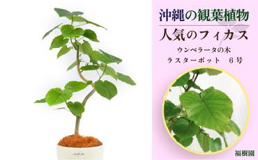 沖縄の観葉植物 人気のフィカス ウンベラータ 6号 ラスターポット