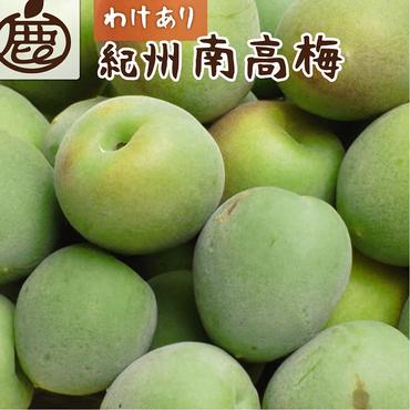 ＜6月発送＞ 家庭用 紀州南高梅(青梅)10kg+300g（傷み補償分）【朝摘み・とれたて直送便】【梅干し・梅酒・梅ジュース】【和歌山産】※北海道・沖縄・離島への配送不可 ※2025年6月上旬～6月下旬頃に順次発送予定