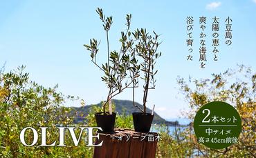 小豆島のオリーブ苗木 2本セット（中）