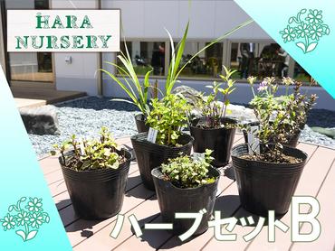 BS173_ハーブセットB　花 苗 植物 家庭菜園 花壇 プランター ガーデニング