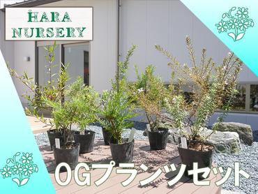 BS176_OGプランツセット　花 苗 植物 家庭菜園 花壇 プランター ガーデニング