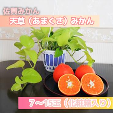 DV143_天草（あまくさ）みかん7～15玉　3kg（化粧箱入り）