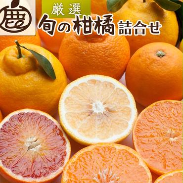 ＜1月より発送＞厳選 柑橘詰合せ5kg+150g（傷み補償分）｜有田の春みかん詰め合わせ・フルーツ詰め合せ・オレンジつめあわせ【光センサー選別】 ※北海道・沖縄・離島への配送不可 ※2025年1月上旬～4月下旬頃に順次発送予定