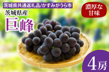 巨峰 4房（茨城県共通返礼品：かすみがうら市産）※2024年8月初旬～2024年10月下旬頃に順次発送予定（CD021）