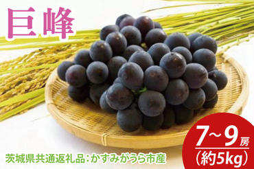 巨峰 約5kg 7～9房（茨城県共通返礼品：かすみがうら市産）　※2024年8月初旬～2024年10月下旬頃に順次発送予定（CD034）