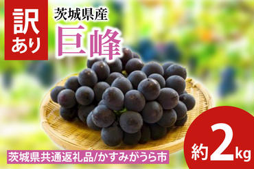 訳あり 巨峰 約2kg（茨城県共通返礼品：かすみがうら市産）　※2024年10月初旬～2024年10月下旬頃に順次発送予定（CD051）