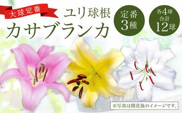 【2024年10月上旬発送開始】ユリ球根 カサブランカ 3種 各4球 合計12球 球根 大球定番 (カサブランカ・ゴールデンカサブランカ・ピンクカサブランカ) 花 フラワー セット 園芸 ガーデニング 植物 高品質 送料無料