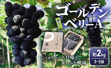 ゴールデンベリーA 約2kg 3～5房 【2025年産 予約受付】 ぶどう ブドウ 葡萄 お取り寄せ フルーツ 果物 種なし 甘い おすすめ 美味しい 選果場直送 送料無料 ギフト 贈答 兵庫県